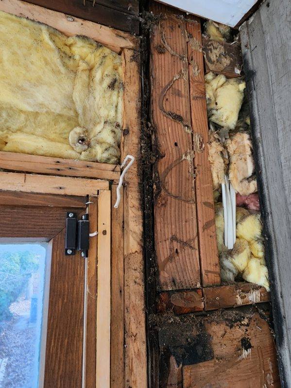 Open wall cavity revealing wet insulation and microbial growth from prolonged moisture
