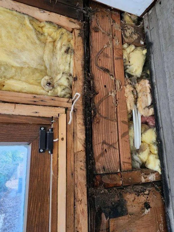 Open wall cavity revealing wet insulation and microbial growth from prolonged moisture