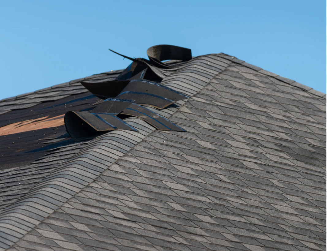 Curled and lifted asphalt shingles after a high-wind event