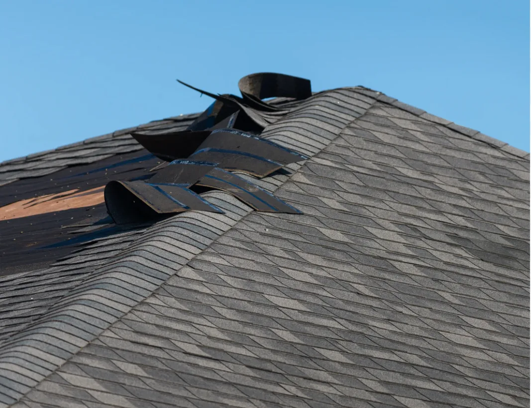 Curled and lifted asphalt shingles after a high-wind event